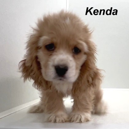 puppy, for, sale, Cocker Spaniel, Joe & Cherri  Overlease, dog, breeder, Miller, MO, dog-breeder, puppy-for-sale, forsale, nearby, find, puppyfind, locator, puppylocator, aca